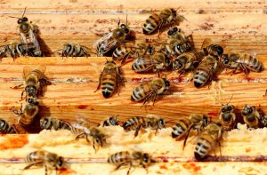Biodiversity loss poses global financial threat, report says 1