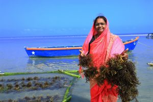 Social organization helps fishing communities to reap eco miracle seaweed 1