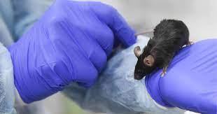 Study shows how gene editing can bring extinct rats back to life