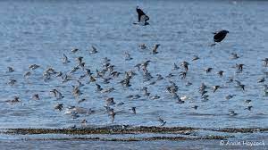 Dragonflies- Nature-watching in Europe