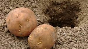 How to Grow Potatoes in Raised Beds: The Complete Guide