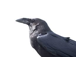 9 Ways Crows Are Smarter Than You Think
