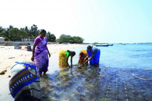 Social organization helps fishing communities to reap eco miracle seaweed 2