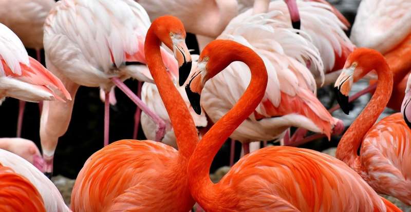 Climate change and lithium mining negatively influence flamingos