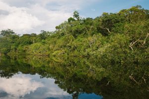 The Amazon is on the brink of a climate change tipping point 1