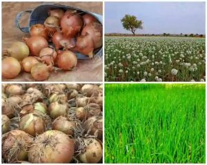 Onion farming yield per hectare, investment, and profit per hectare 1