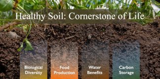 Save Soil to Save Life on Earth!! 6