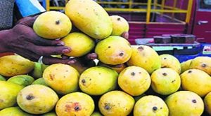 April heat wave to hit mangoes, lychees and livestock 1