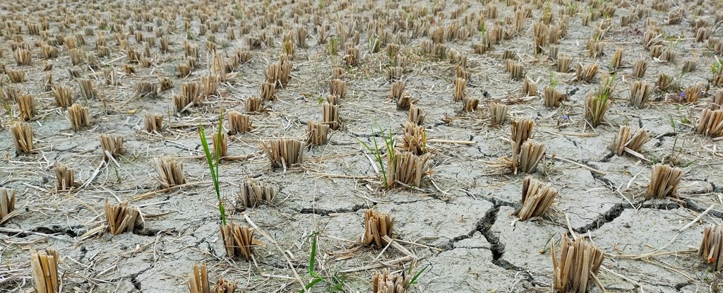‘Flash Droughts’ Are Striking Faster as The World Warms, Scientists Warn