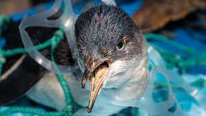 Can plastic eating super-enzymes solve our destructive plastic problem?