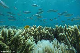 Climate pledges could limit warming to 2C. What’s needed is action, study says 1