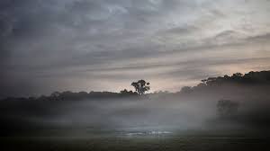 How the African rainforest is helping fight climate change 1