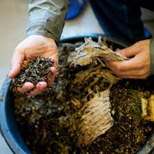 How to compost—and why it’s good for the environment