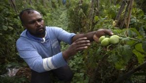 Is organic farming really to blame for Sri Lanka’s ongoing food crisis? 1