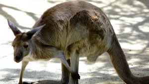 Why are Kangaroos turning up in India? 1