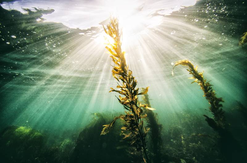 Britain launches offshore seaweed farm that’s a boon in the climate change battle