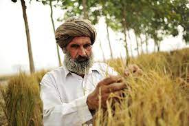 An ancient crop is helping Punjab farmers fight climate change. But sustainability is key