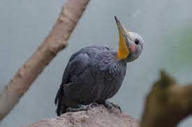 ‘Wildlife-friendly’ infrastructure rules in Nepal and India ignore the birds