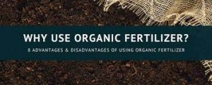8 Advantages And Disadvantages Of Using Organic Fertilizer 1 8 Advantages And Disadvantages Of Using Organic Fertilizer 1