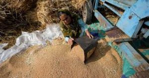 India bans wheat exports, cites food security and soaring prices 1