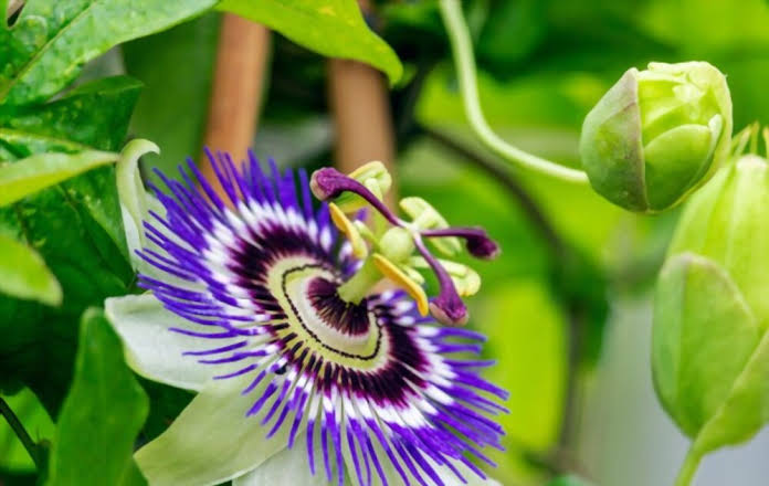 top ten most beautiful flowers in the world