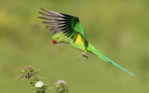 89% of Israel’s ecosystems have declined in biodiversity, state comptroller says 1