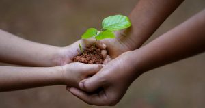 Why planting more trees is a lazy solution to the crisis of climate change 1