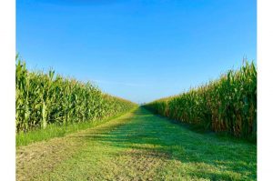 Cover crops not enough to improve soil after decades of continuous corn 1