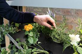 Try your hand at sustainable gardening with at-home hydroponics