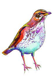 What birds can tell us about climate change