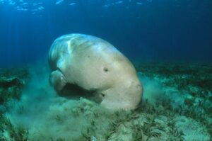 Dugong: Animal that inspired mermaid tales extinct in China 1
