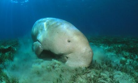 Dugong: Animal that inspired mermaid tales extinct in China
