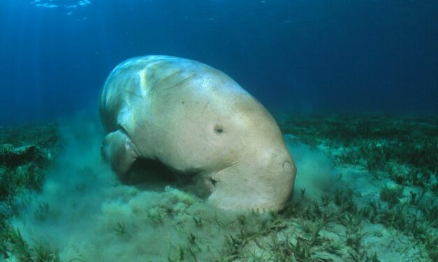 Dugong: Animal that inspired mermaid tales extinct in China