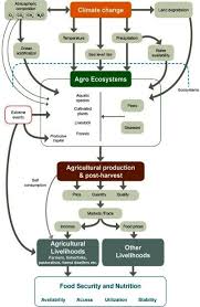 Building Climate-Resilient Food Systems