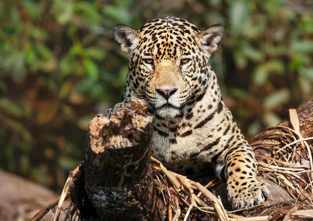 Explainer: COP15, the biggest biodiversity conference in a decade 1
