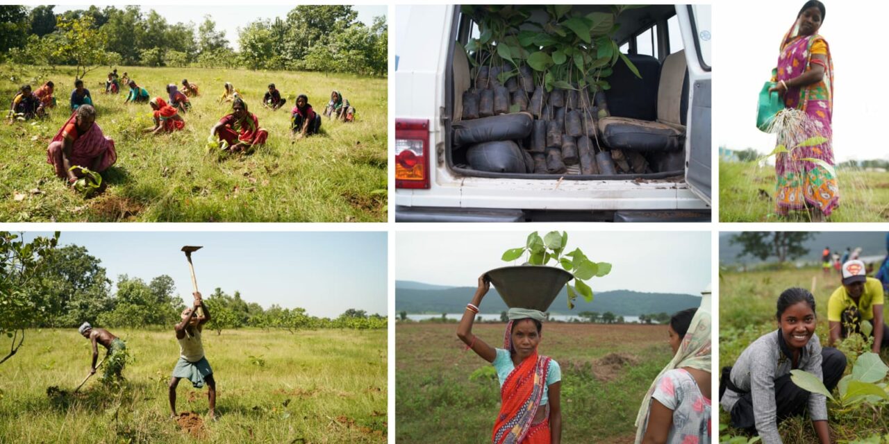 On World Ozone Day, an environmental expert argues for a global afforestation drive to stall climate change