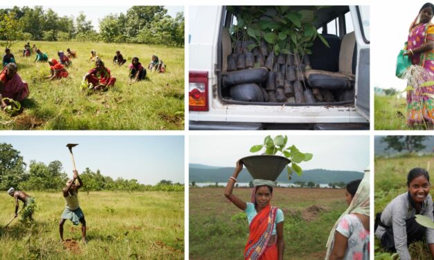 On World Ozone Day, an environmental expert argues for a global afforestation drive to stall climate change