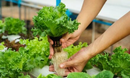 How to Build a Hydroponic Garden in Just a Few Easy Steps