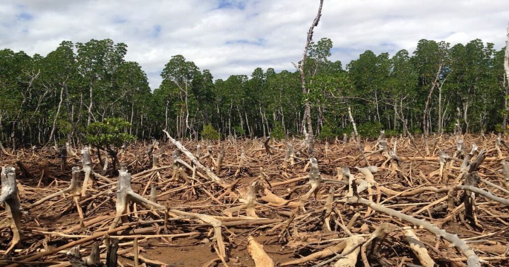 How Does Agriculture Affect Deforestation?￼ 1