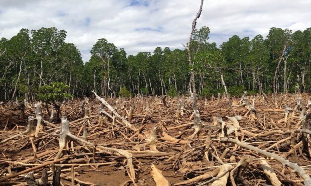 How Does Agriculture Affect Deforestation?￼