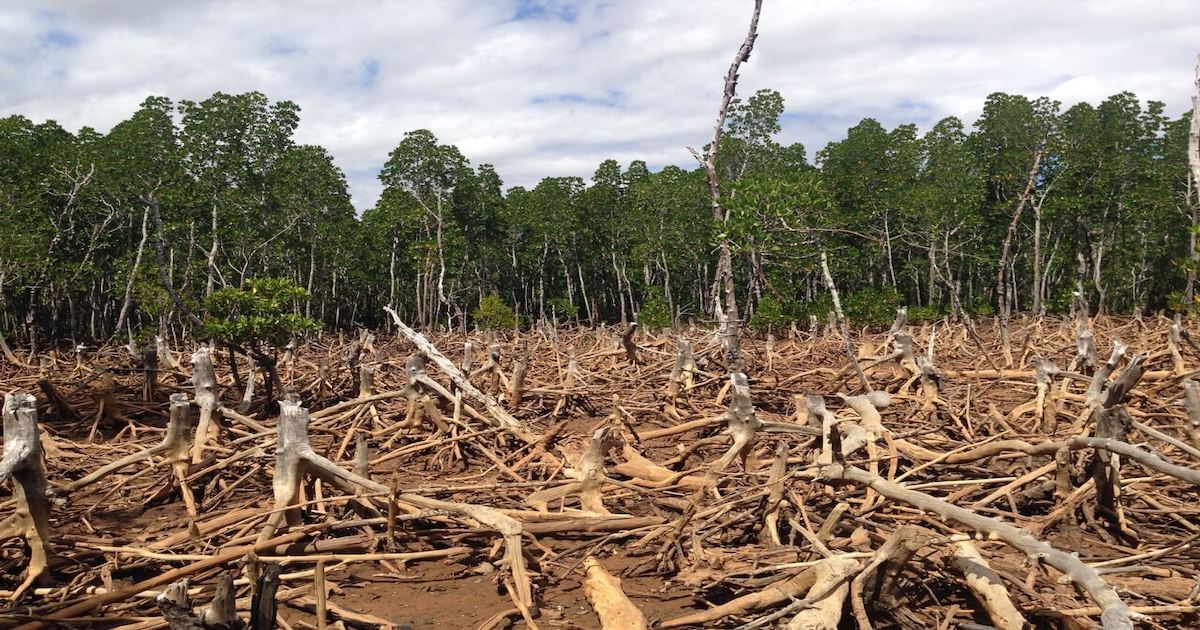 How Does Agriculture Affect Deforestation? / Greenstories