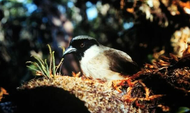 10 Extinct Species of Birds and Plants in 21st century