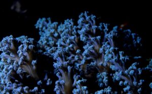 Scientists Discover 4,000-Feet Coral Reef In Australian Desert: Report 1