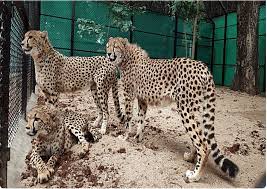 8 African cheetahs to revive India’s extinct species will be quarantined first, then see the wild