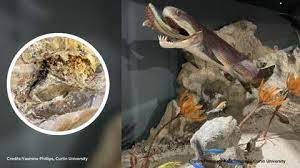 Researchers Find the Oldest Known Heart Belonging to a 380-Million-Old Gogo Fish!