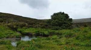How the world's loneliest tree is aiding scientists in their work on climate change 1 How the world's loneliest tree is aiding scientists in their work on climate change 1