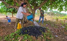 Biochar and Compost for Climate Change Adaptation and Mitigation