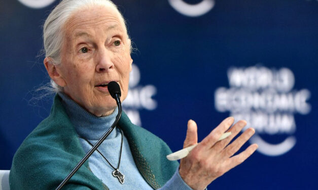Climate change at ‘point of no return’: Jane Goodall