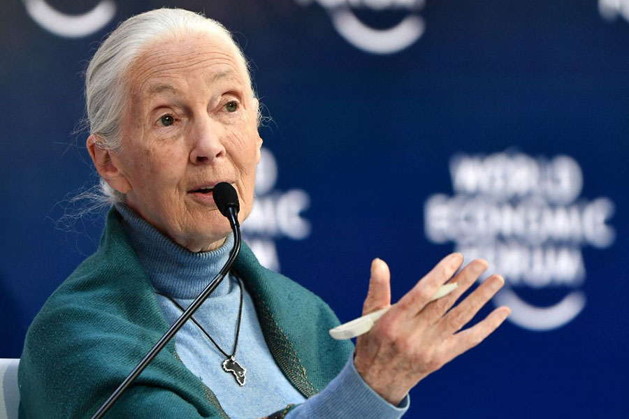Climate change at 'point of no return': Jane Goodall 1 Climate change at 'point of no return': Jane Goodall 1