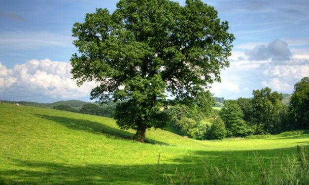 Is Climate Change Responsible For Turning Trees Into Gluttons? Here’s What A New Study Says